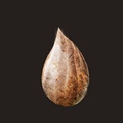 开局一颗种子游戏安卓版