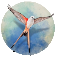 wingspan游戏手机最新版