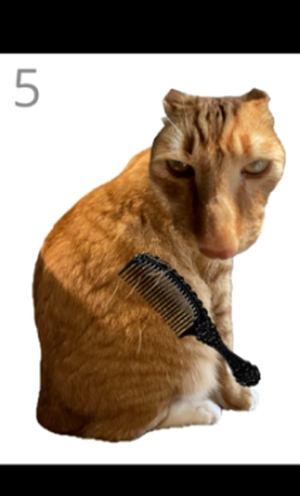 给猫梳毛游戏免费版
