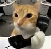 橘猫三角洲自动跑刀最新版