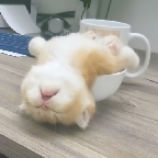 奶瓶视频app最新版