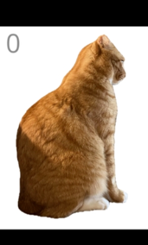 给猫梳毛游戏免费版
